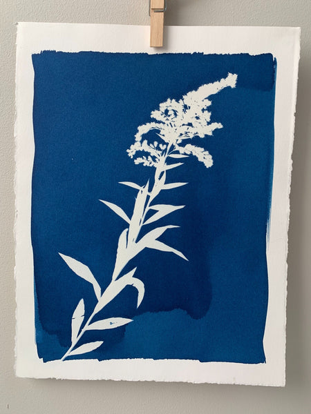 Cyanotype: Sunprints Class
